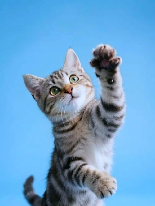 Object toevoegen aan afbeelding